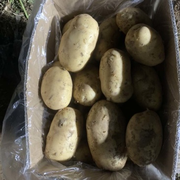 河南大量有货价格合适有意的联系