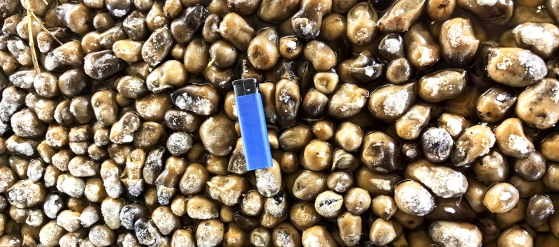 盐水草菇