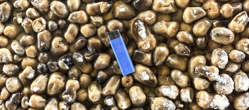盐水草菇