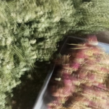 合欢花，合欢籽朶