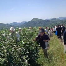 福鼎白茶（寿眉）