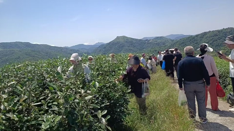 福鼎白茶（寿眉）