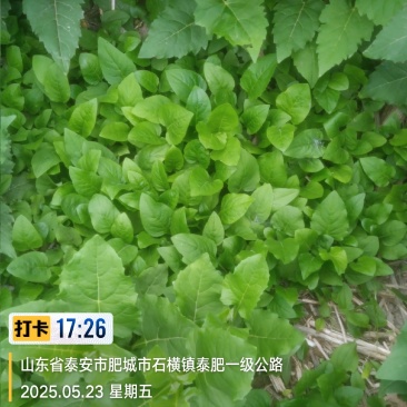 华夏神菊苗子