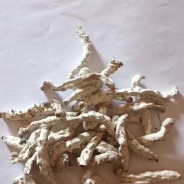 出售僵蚕