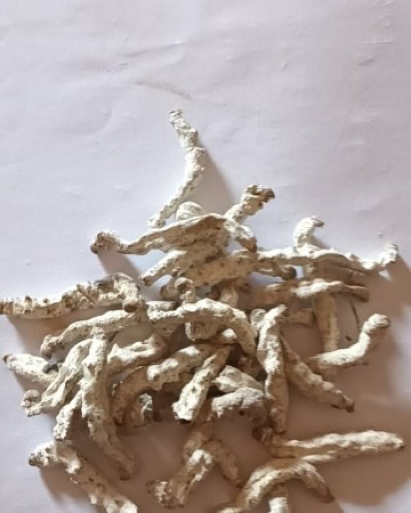 出售僵蚕