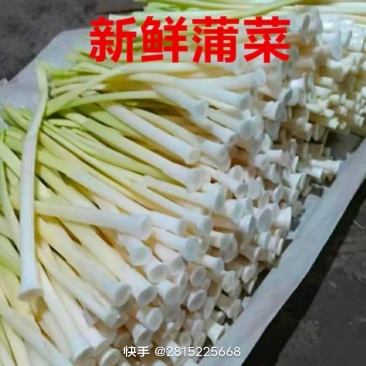 淮安水蒲菜毛杆子