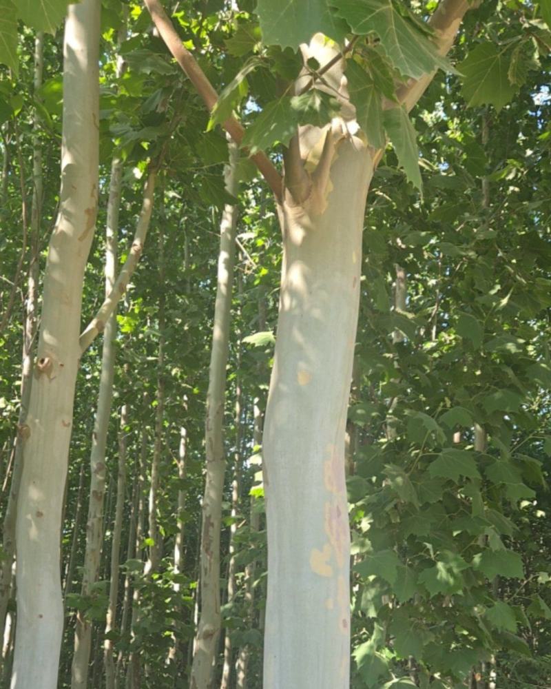法桐树