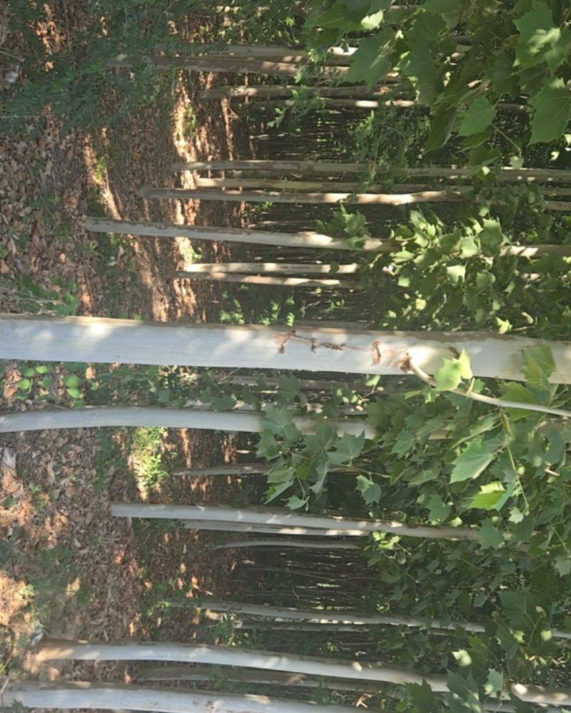 法桐树