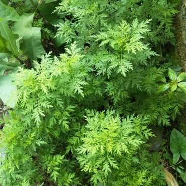 青蒿药材