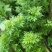 青蒿药材