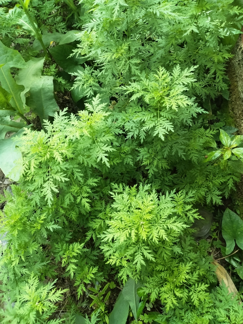 青蒿药材