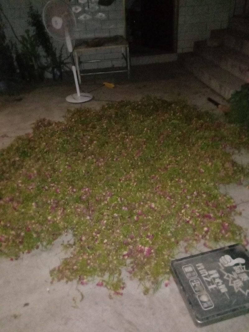 合欢米