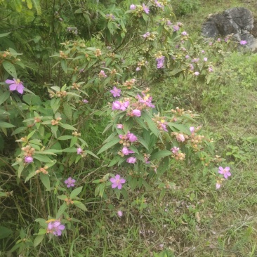 野杜丹