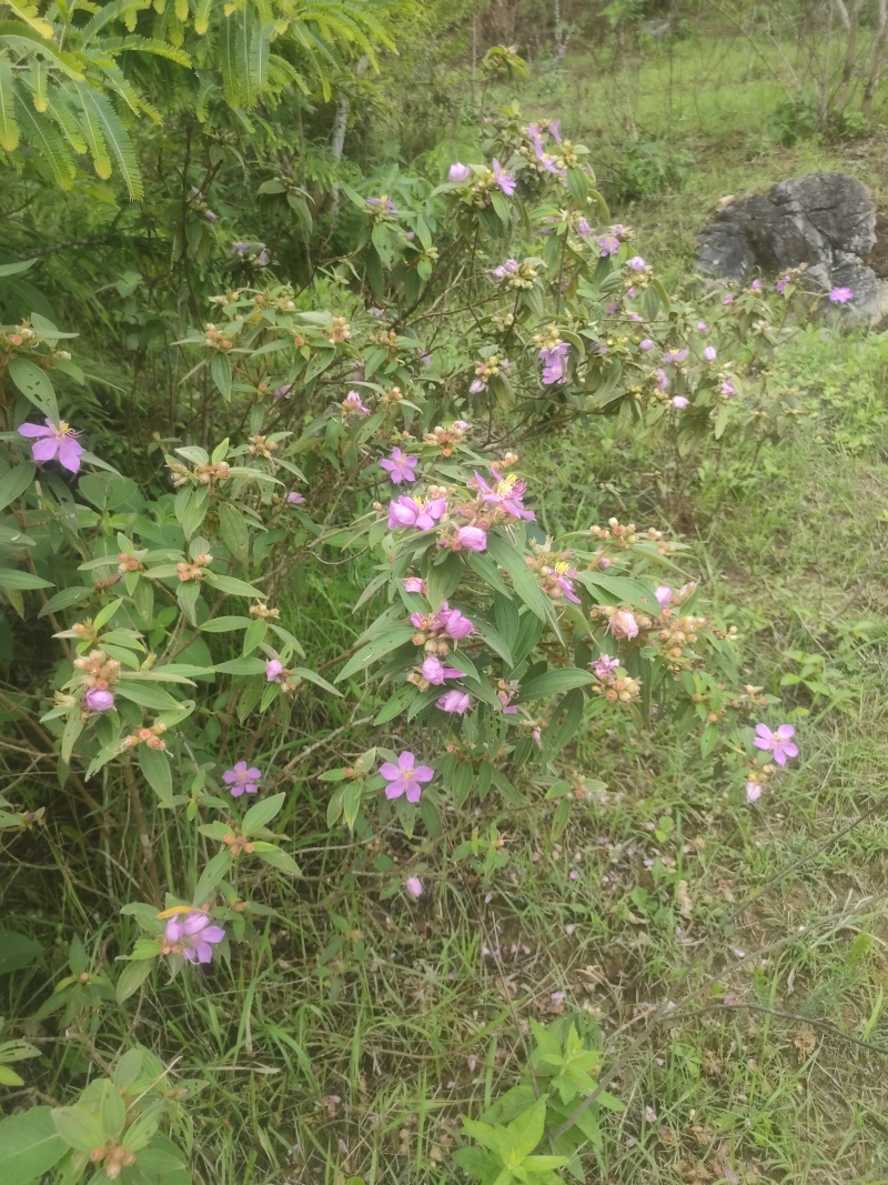 野杜丹