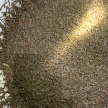 医蛭大量出售，需要的联系我