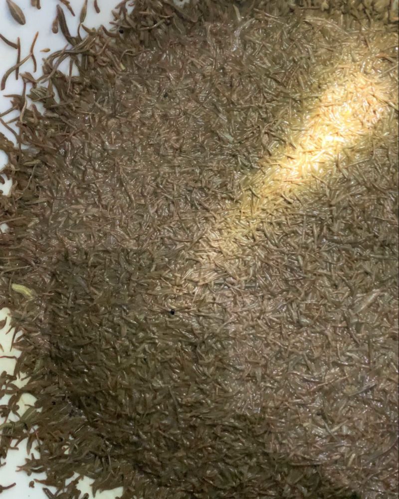 医蛭大量出售，需要的联系我