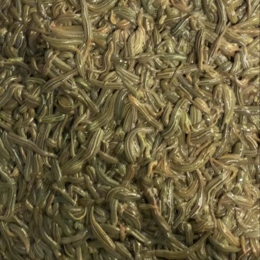 医蛭大量出售，请联系我