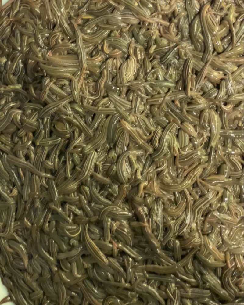 医蛭大量出售，请联系我