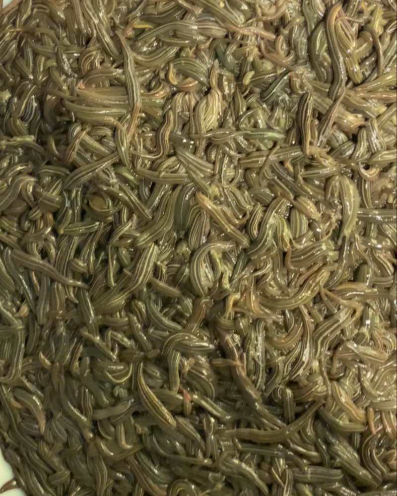 医蛭大量出售