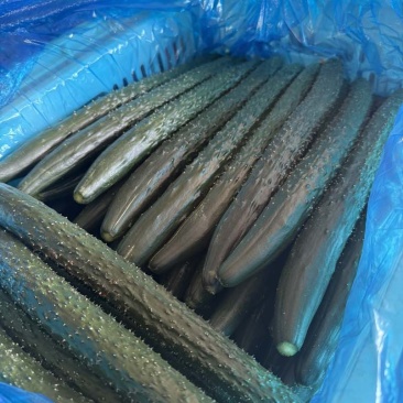 河南产地直发全国密刺绿心黄瓜通货精品样样齐全量大