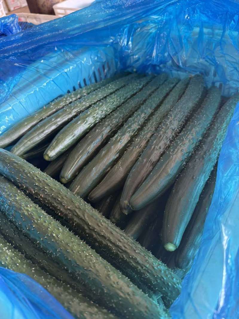 河南产地直发全国密刺绿心黄瓜通货精品样样齐全量大