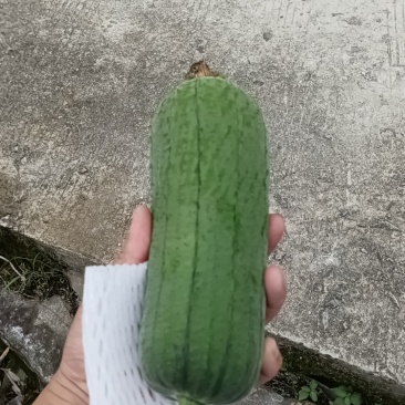 尤溪县汤川精丝瓜