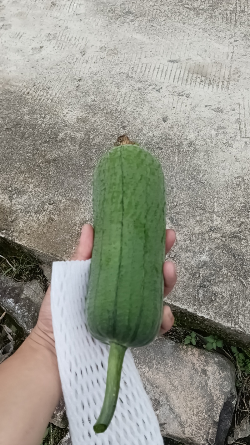 尤溪县汤川精丝瓜