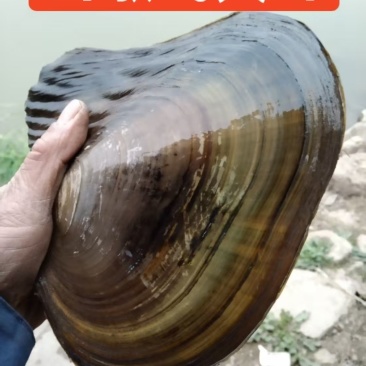 窑墩飞天蚌特大三角蚌食用观赏学习