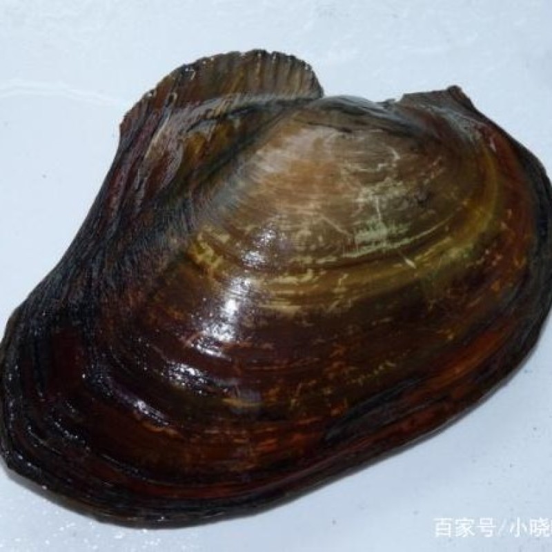 窑墩飞天蚌特大三角蚌食用观赏学习