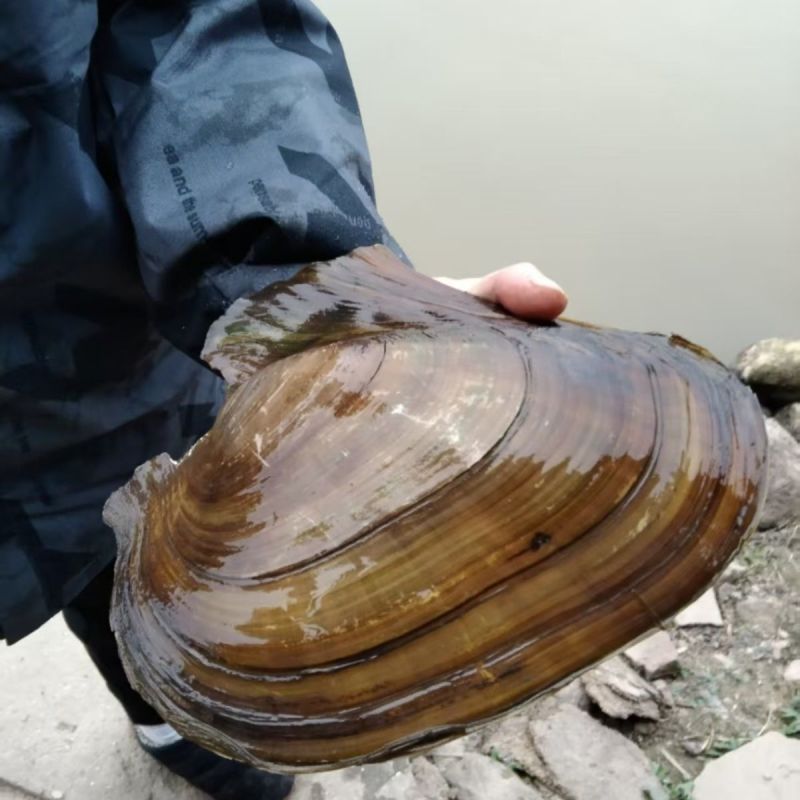 窑墩飞天蚌特大三角蚌食用观赏学习