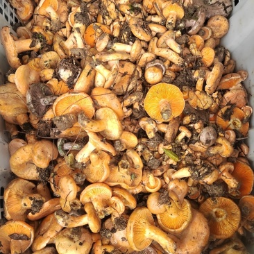 贵州德江小黄菌
