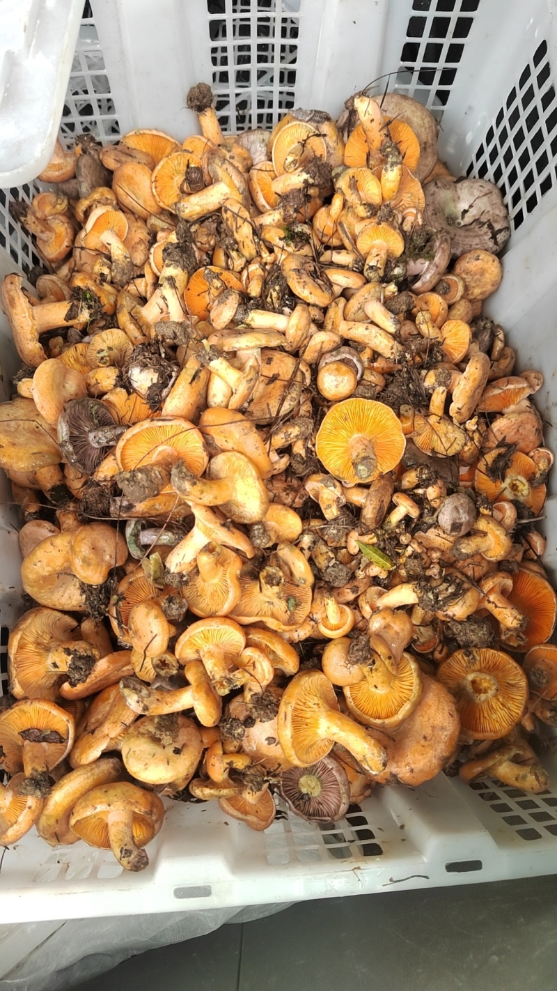 贵州德江小黄菌