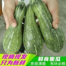 青皮嫩南瓜老农蜜本南瓜原产地现摘现发