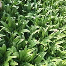 寻甸天生桥油麦菜