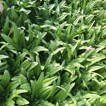 寻甸天生桥油麦菜