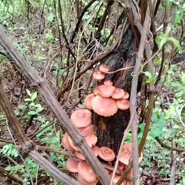 云南野生菌，香菌