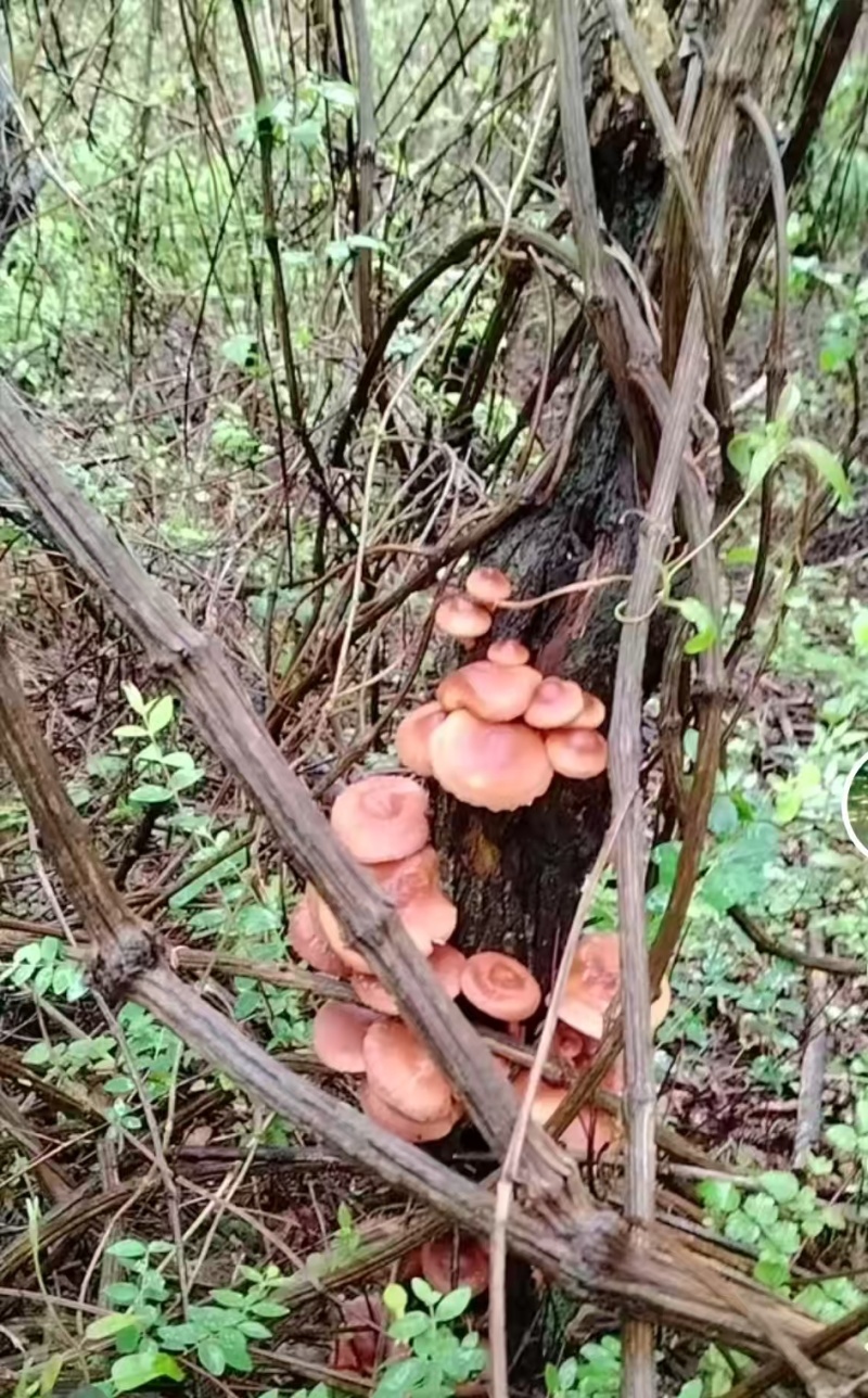 云南野生菌，香菌