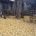 四川眉山东坡区，银杏树米径40cm两颗