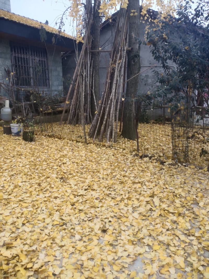 四川眉山东坡区，银杏树米径40cm两颗