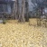 四川眉山东坡区，银杏树米径40cm两颗