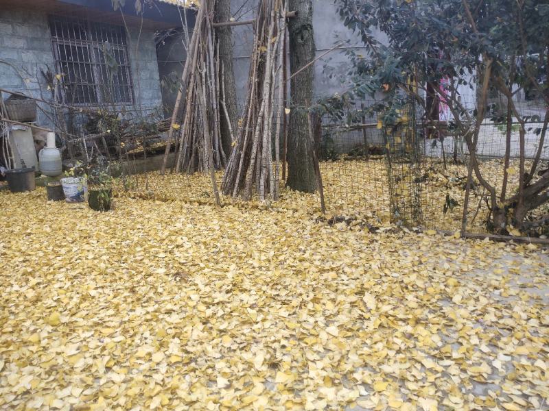 四川眉山东坡区，银杏树米径40cm两颗