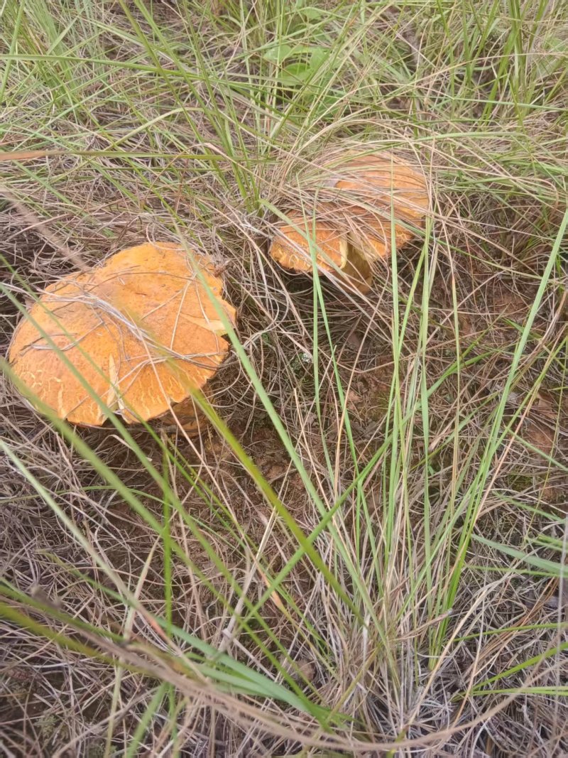 野生菌，鸡枞，香菌，葱头菌