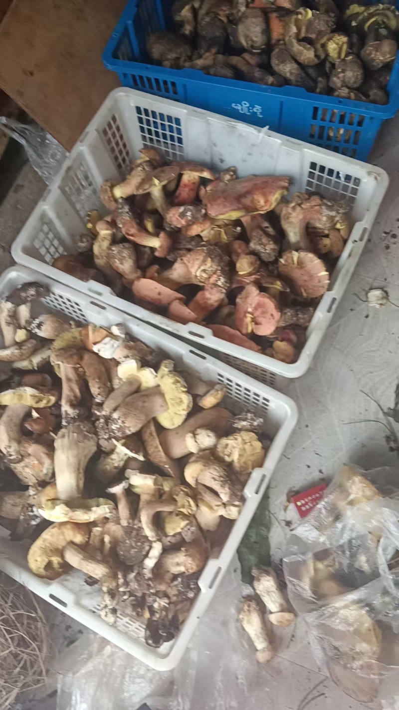 野生菌，鸡枞，香菌，葱头菌
