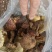 野生菌，鸡枞，香菌，葱头菌
