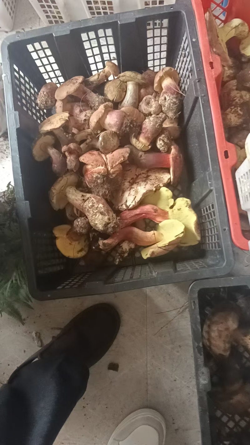 野生菌，鸡枞，香菌，葱头菌