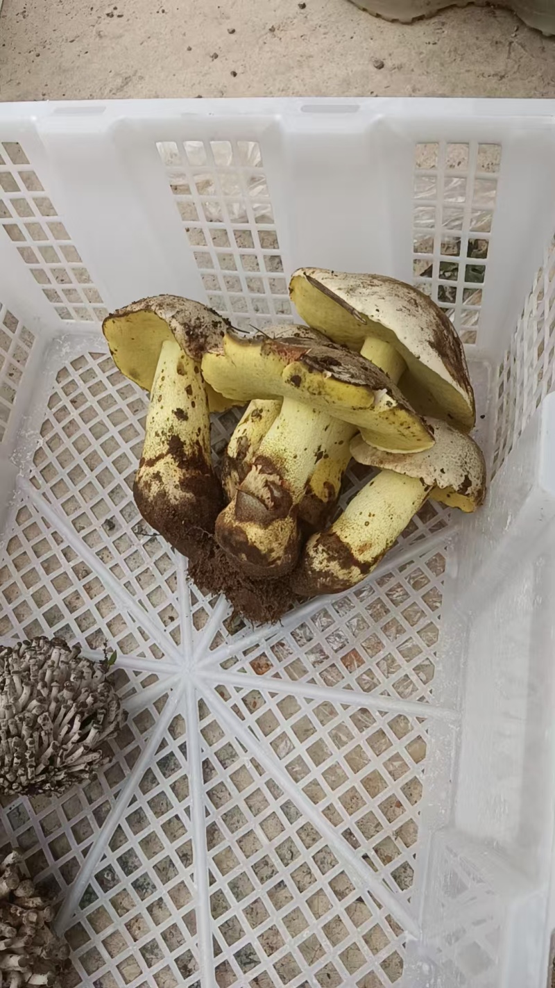 野生菌，鸡枞，香菌，葱头菌