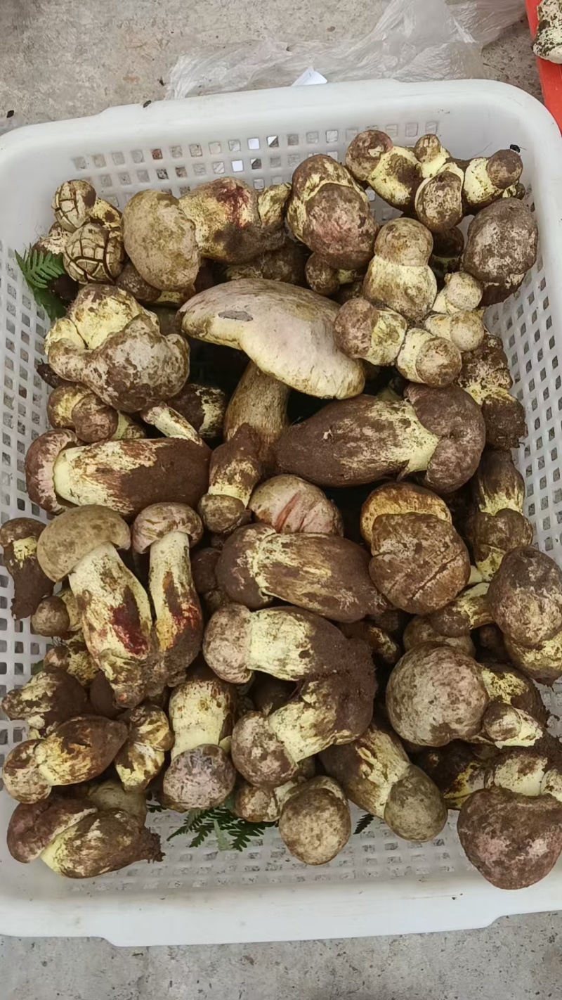 野生菌，鸡枞，香菌，葱头菌