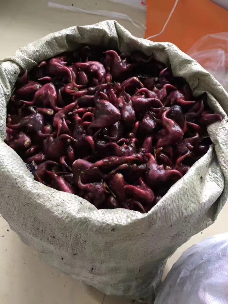 自家菱角
