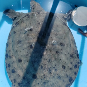 黄河大甲鱼
