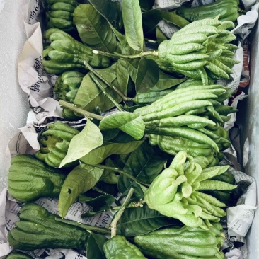 广佛手柑。